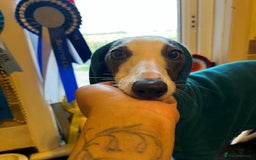 Whippet dogs for sale: Blue & White parti bitch puppy - Image 2