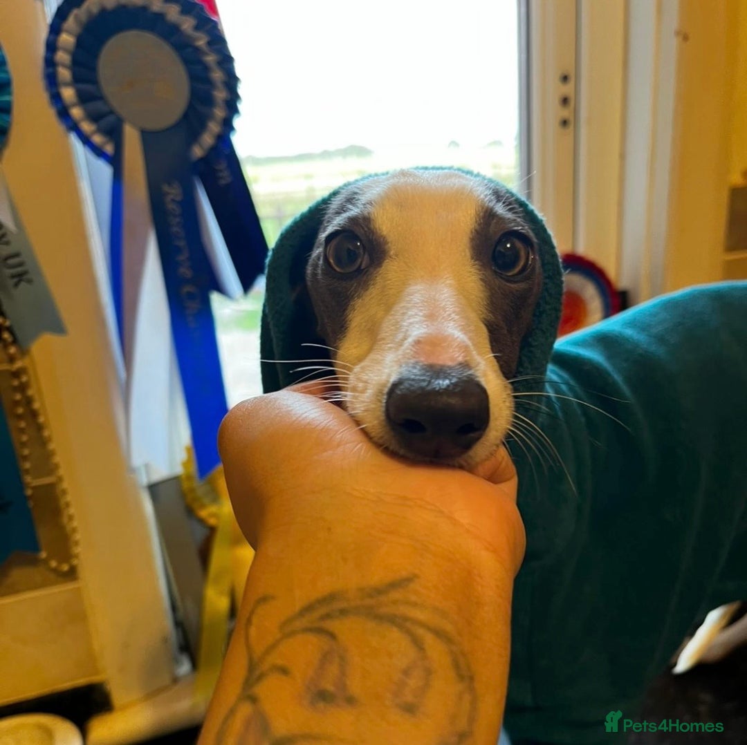 Whippet dogs for sale: Blue & White parti bitch puppy - Image 2