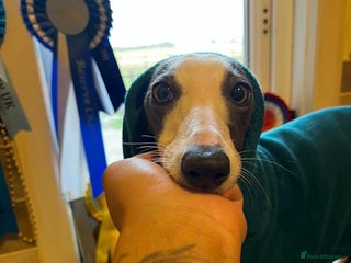 Whippet dogs - Advert 16