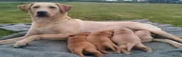 Labrador Retriever dogs for sale: Stunning KC Labrador Puppies⭐READY NOW⭐ - Advert 8