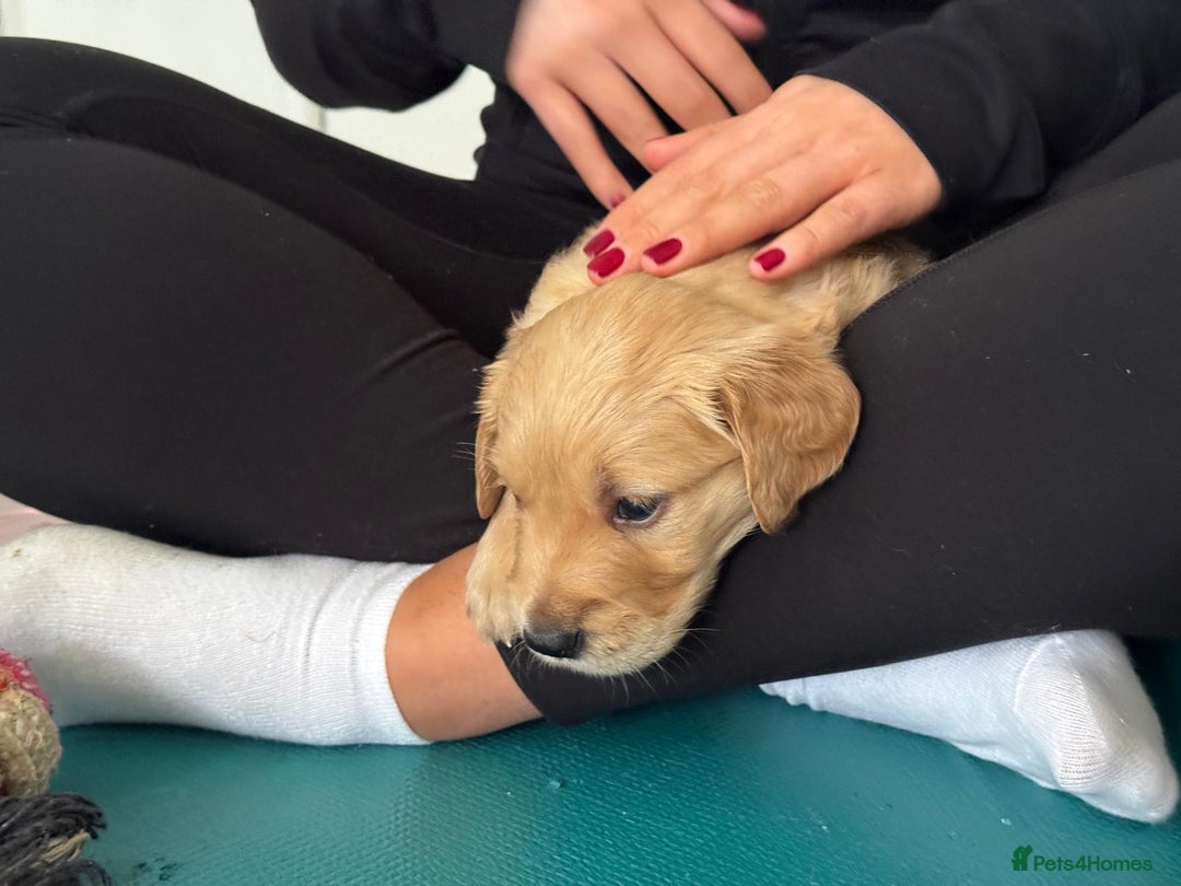 Golden Retriever dogs for sale: Working Line KC reg golden retriever puppies  - Advert 6