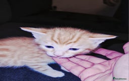 Bengal cats for sale: Absolutely Stunning Bengals  - Image 10