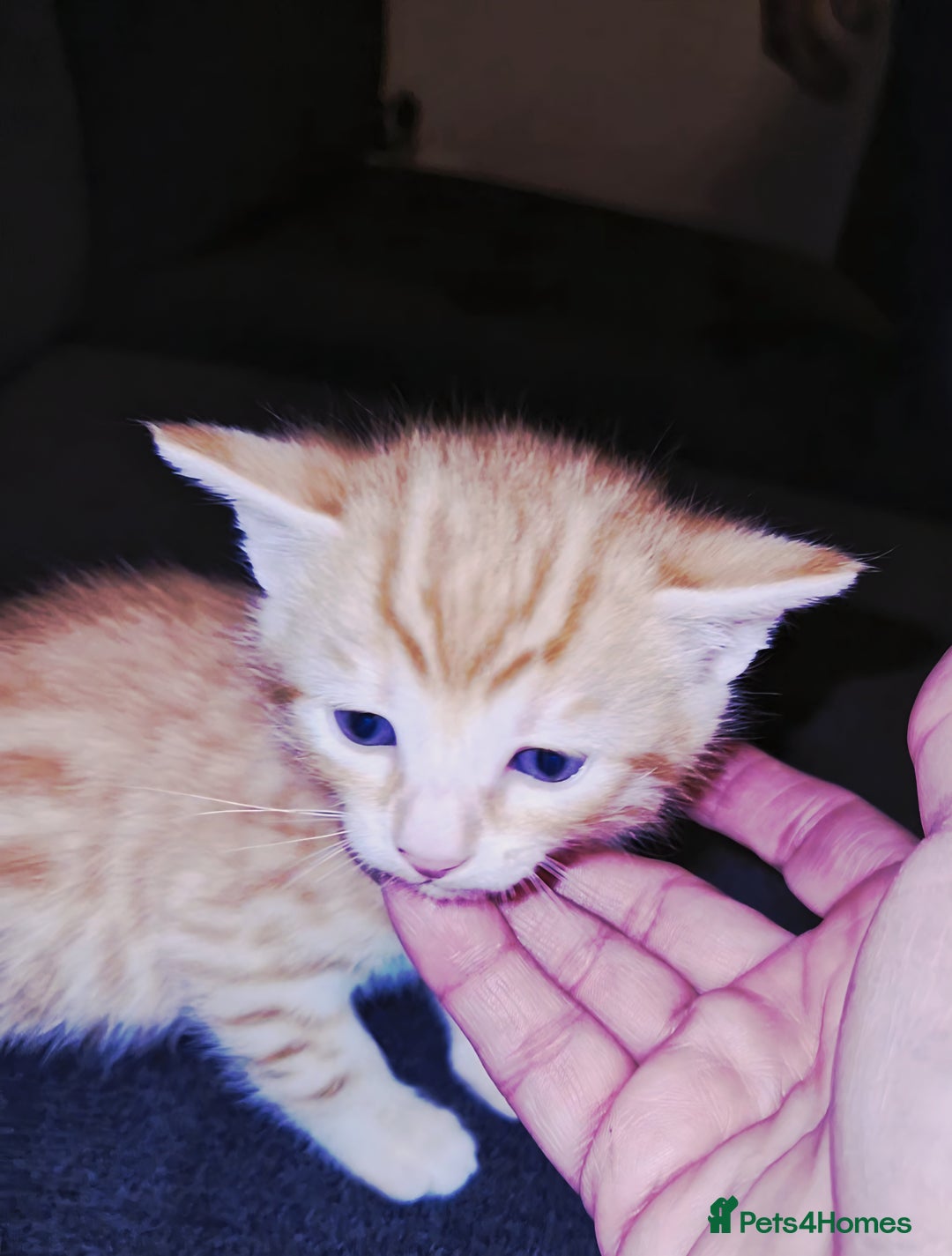 Bengal cats for sale: Absolutely Stunning Bengals  - Image 10