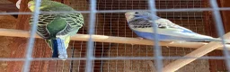 Budgerigars birds for sale: New baby budgies  - Advert 10