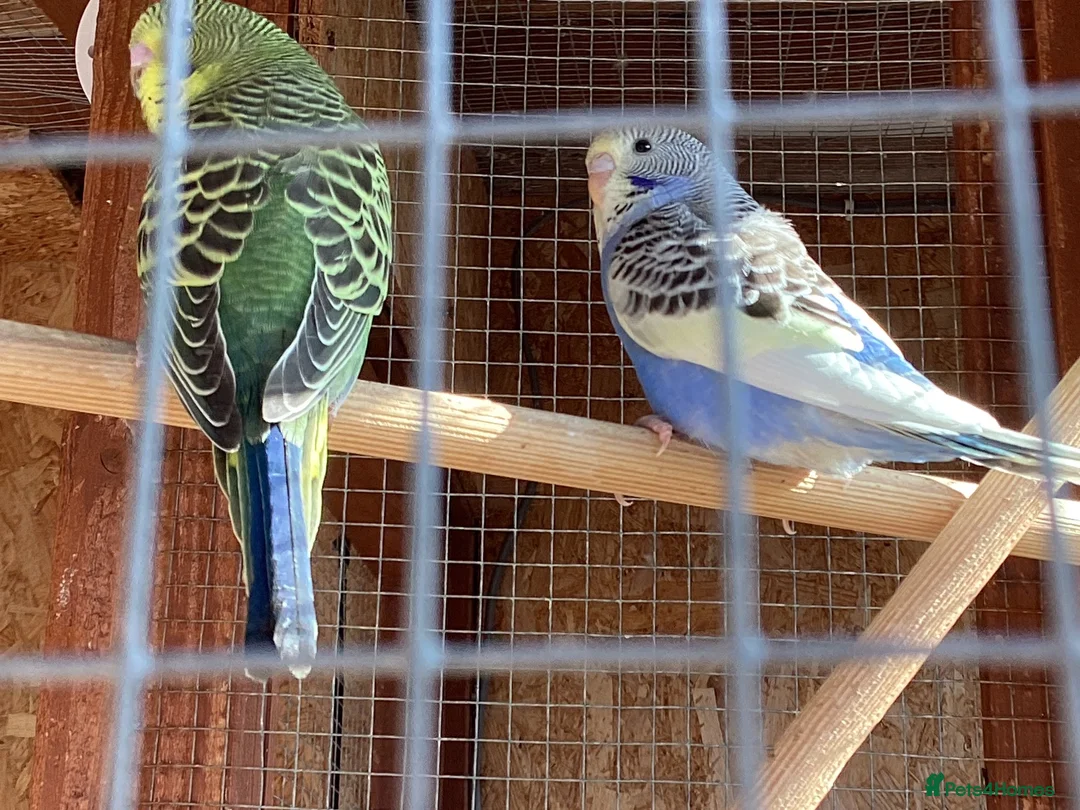 Budgerigars birds for sale: New baby budgies  - Advert 10