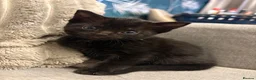 Mixed Breed cats for sale: 6 beautiful kittens - Advert 12