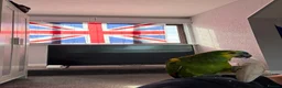 Parrots birds for sale: Tame one year old female Blue Fronted Amazon  - Advert 4