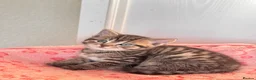 Persian cats for sale: Pure bred beautiful persian kittens  - Advert 7