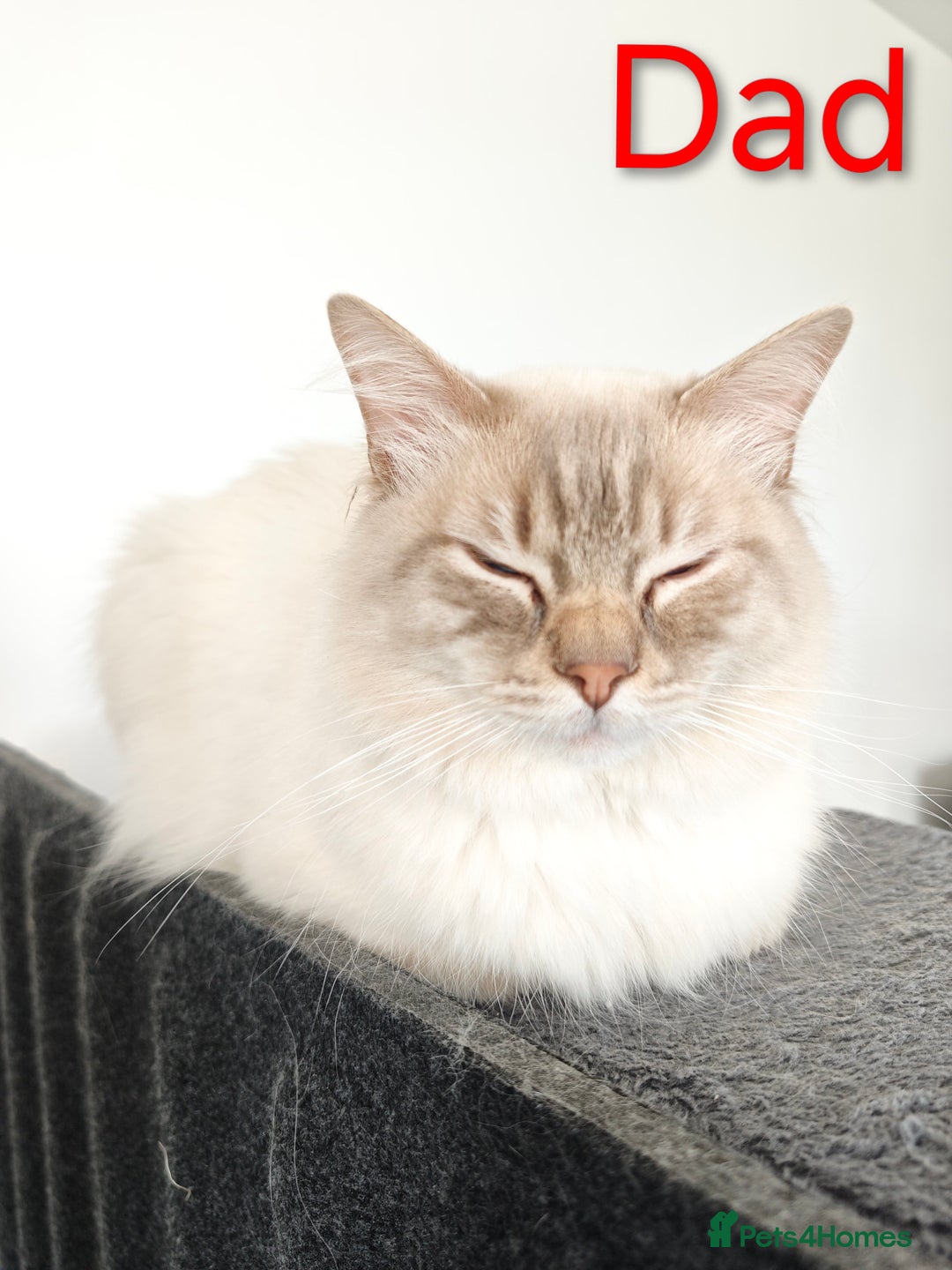 Ragdoll cats for sale: Ready Pedigree Lilac (Rare) Ragdoll Kittens - Image 17