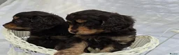 Cavapoo dogs for sale: Miniature rich chocolate & tan Cavapoo puppies  - Advert 37