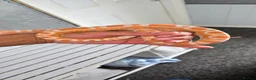 Corn Snake reptiles for sale: Adult Pair Scaleless and Microscaless corn snakes - Advert 1