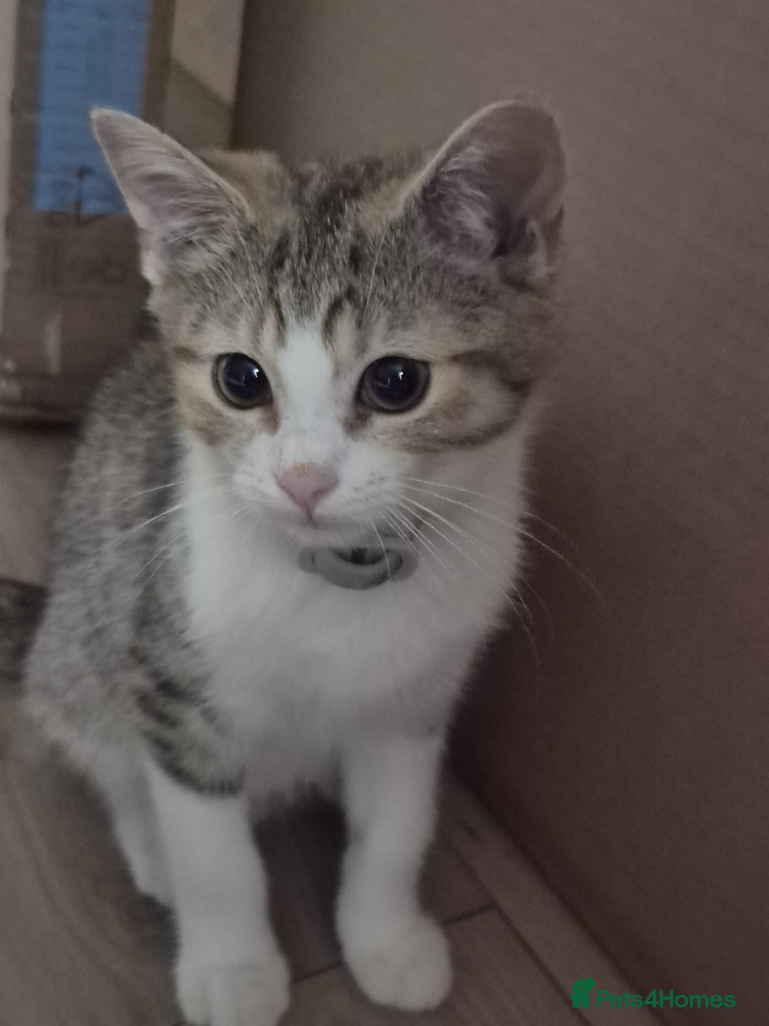 British Shorthair cats only the rescue kitten available - Advert 11