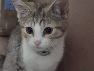 British Shorthair cats only the rescue kitten available - Advert 6