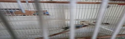 Budgerigars birds for sale: 4 Breeding pair of budgies and chicks in London - Advert 26