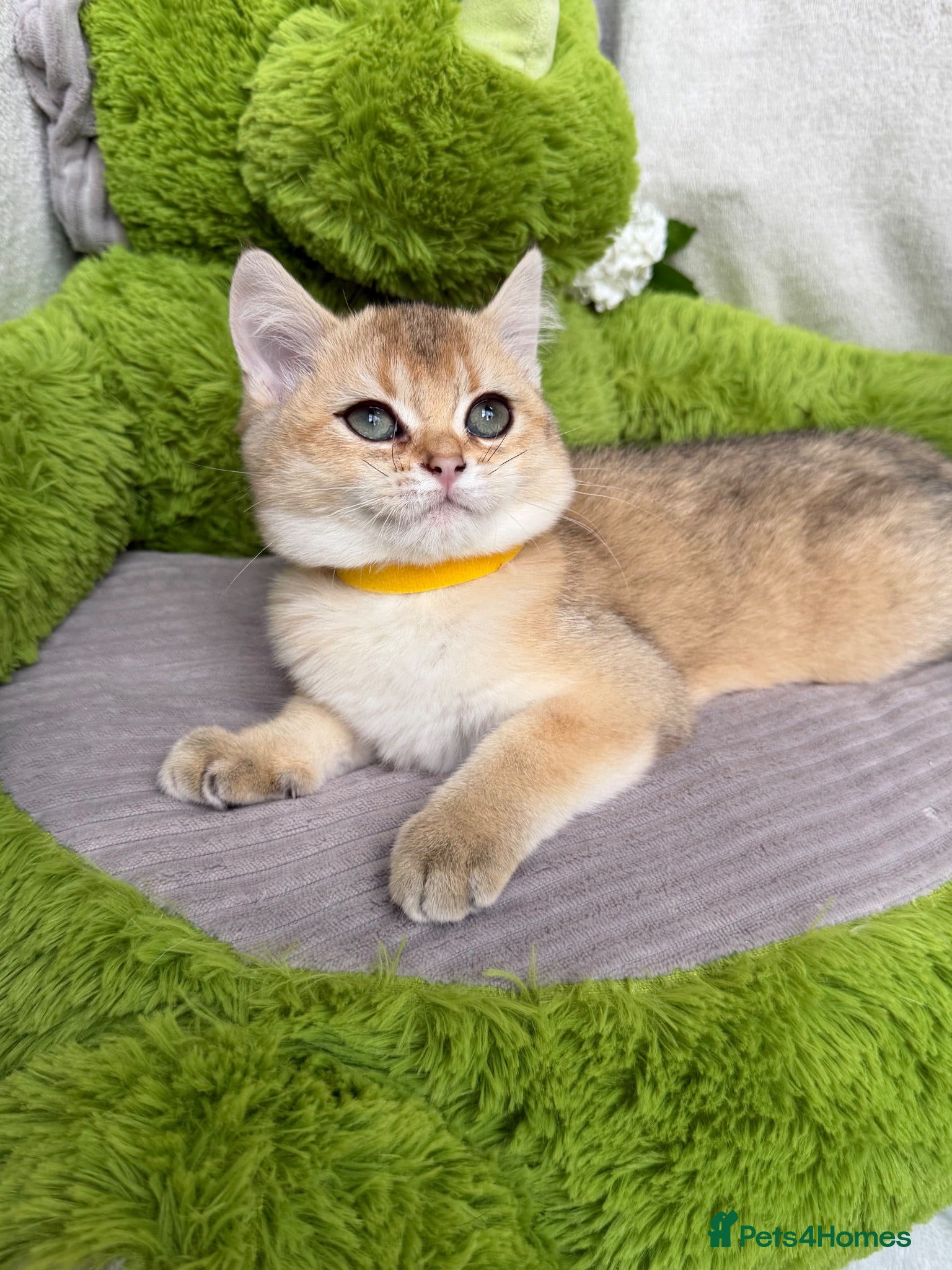 British Shorthair cats Adorable British Shorthair golden kittens   - Advert 5