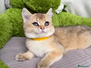 British Shorthair cats Adorable British Shorthair golden kittens - Advert 5