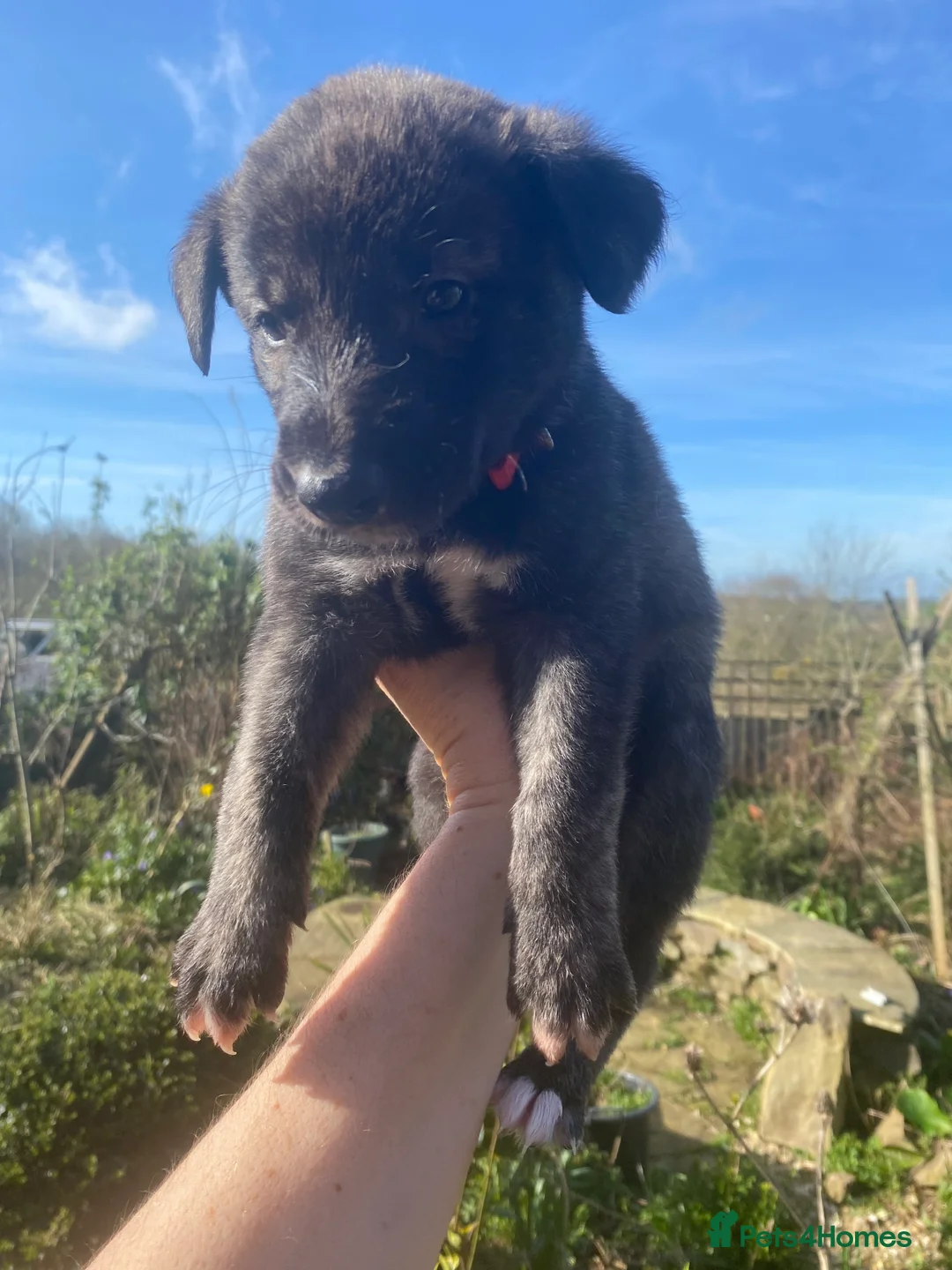 Lurcher dogs for sale: 6 Stunning Lurcher Pups Available 23rd March - Advert 2