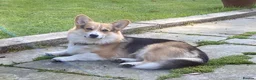 Welsh Corgi Pembroke dogs for sale: 6 beautiful corgi puppies in Rochester - Advert 3