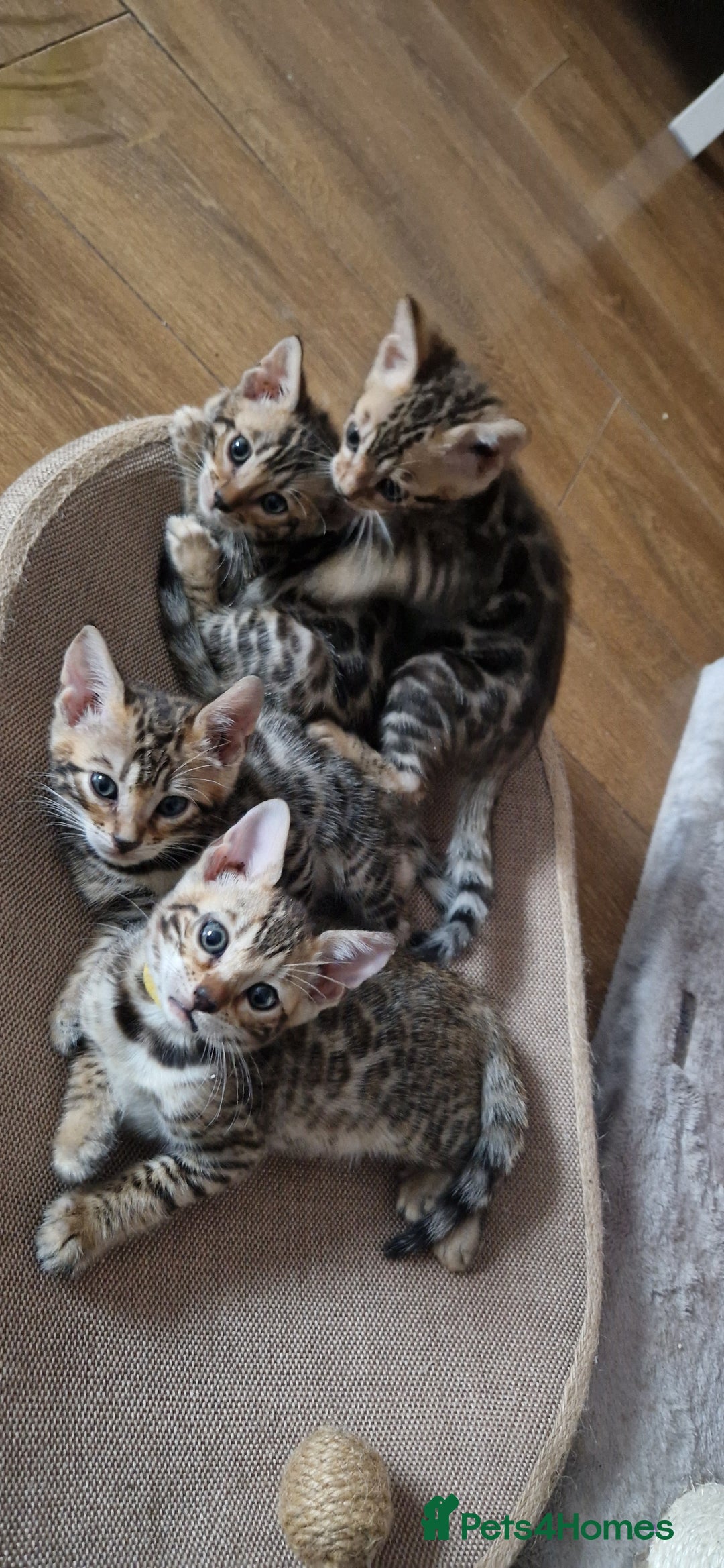 Bengal cats for sale: Beautiful kittens 🥰 - Advert 12