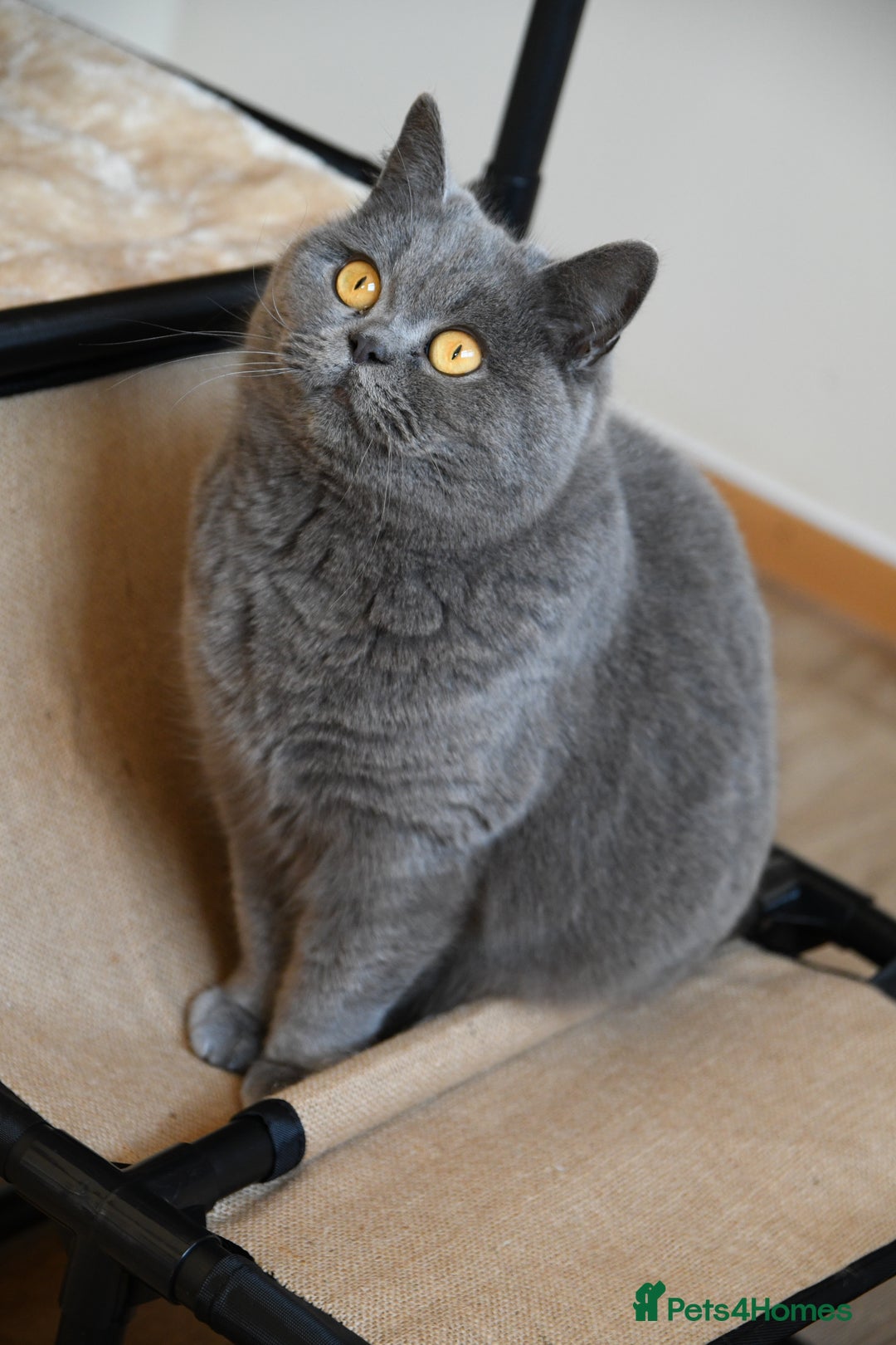 British Shorthair cats for sale: Beautiful GCCF kittens ready now  - Image 9