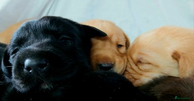 Labrador Retriever dogs - Advert 3