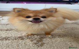 Pomeranian dogs for sale: Happy Pom Pom - Image 6