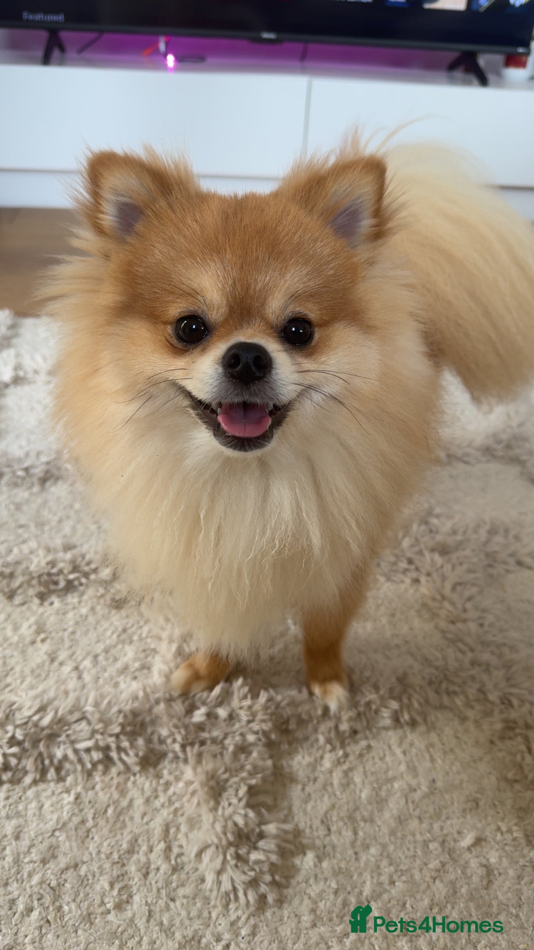 Pomeranian dogs for sale: Happy Pom Pom - Image 6