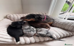 Miniature Dachshund dogs for sale: Miniature dachshund  - Image 15