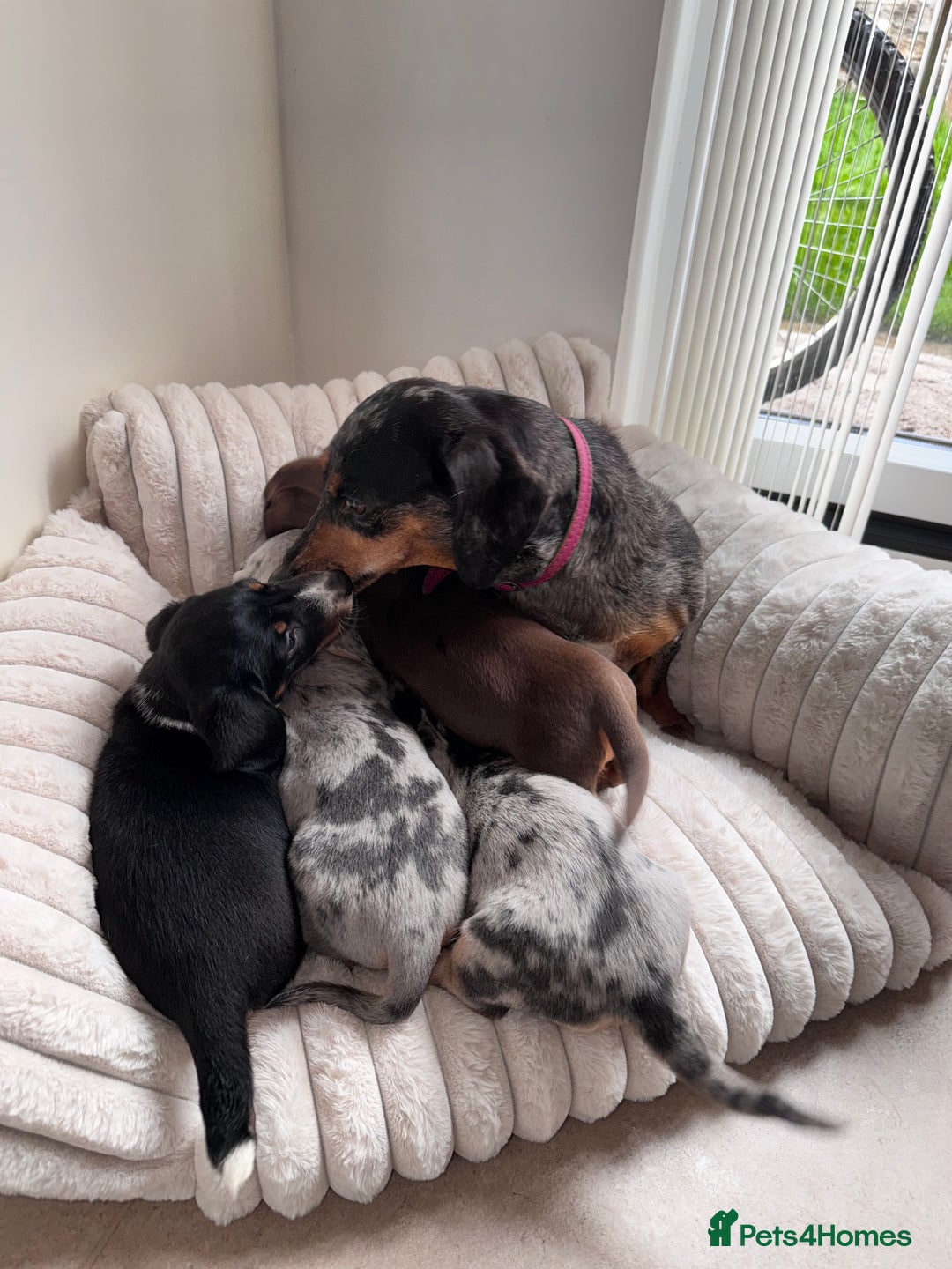 Miniature Dachshund dogs for sale: Miniature dachshund  - Image 15