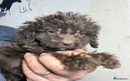 Cockapoo dogs for sale: Quality Chocolate Cockapoos Pups - Image 8