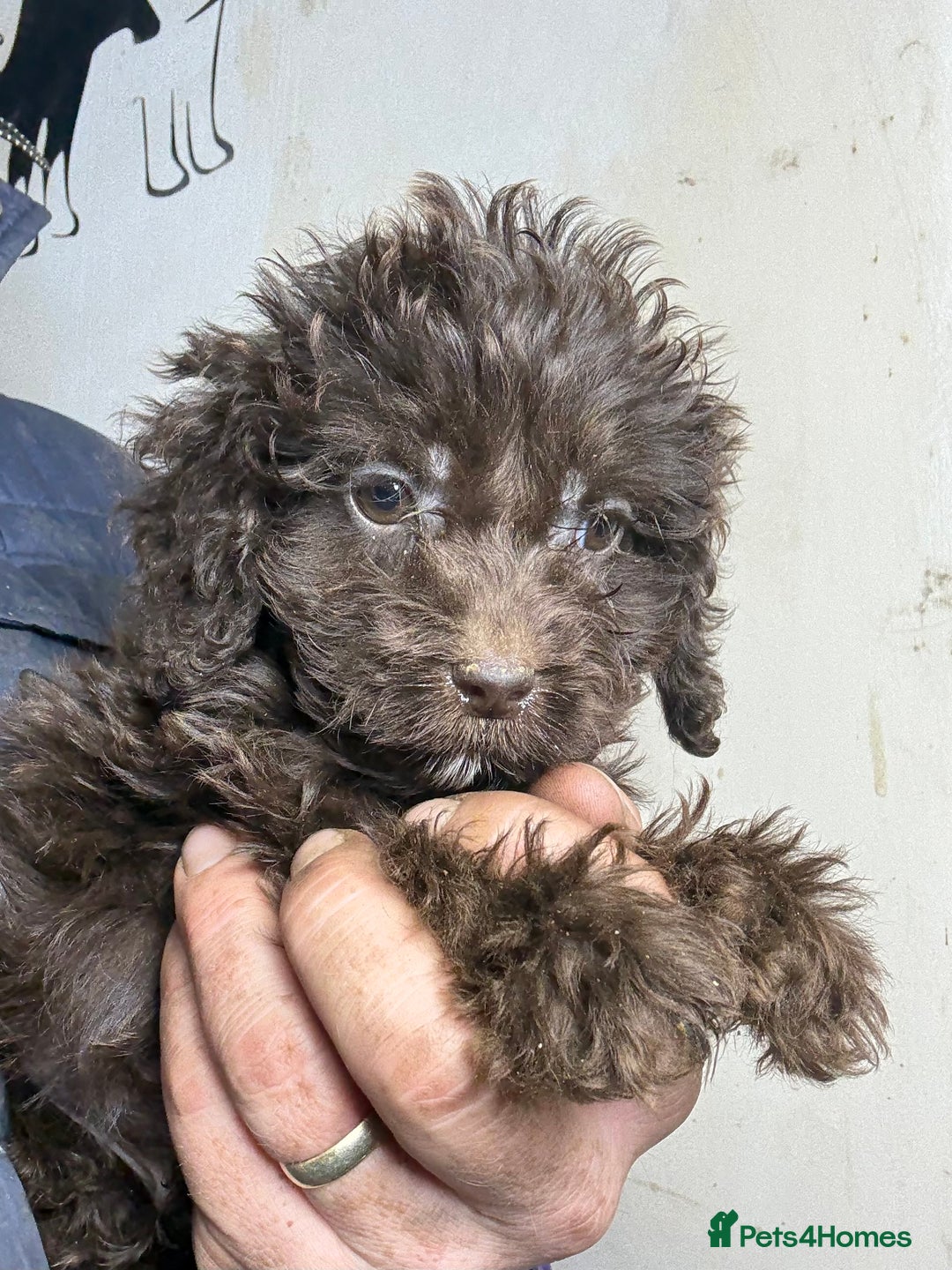 Cockapoo dogs for sale: Quality Chocolate Cockapoos Pups - Image 8