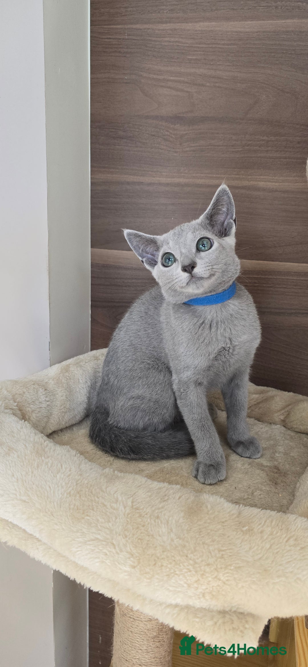 Russian Blue cats for sale: Russian Blue kittens Tica registered  - Image 11