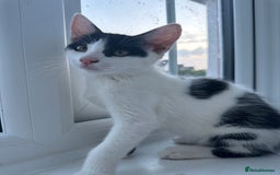 Mixed Breed cats for sale: READY NOW- 2 F Left. Beautiful Natures in Northampton - Image 14