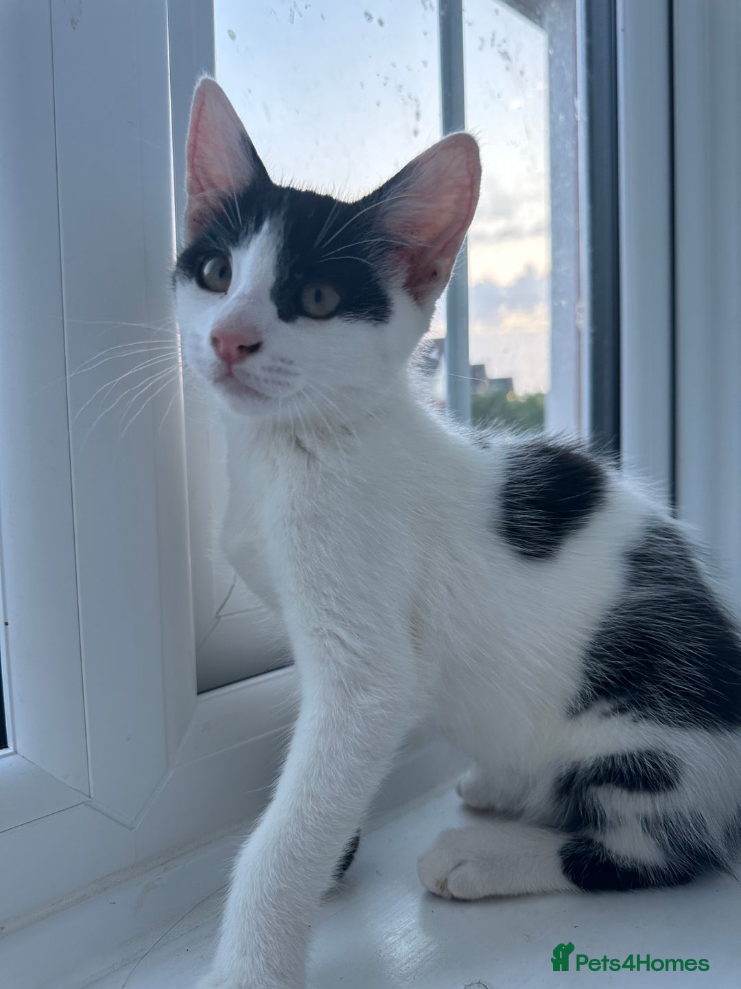 Mixed Breed cats for sale: READY NOW- 2 F Left. Beautiful Natures in Northampton - Image 14