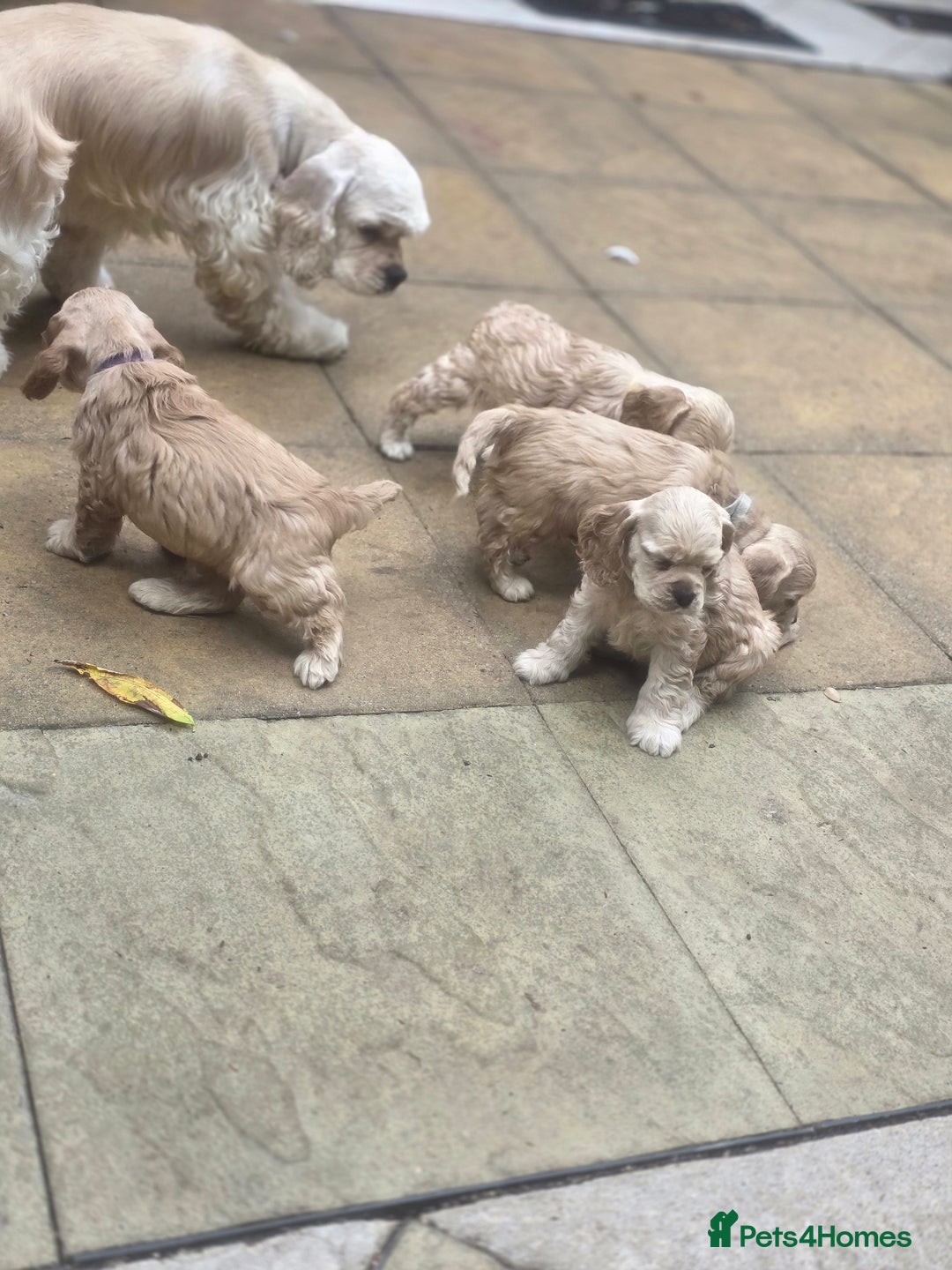 American Cocker Spaniel dogs for sale: Stunning Anerican Cocker spaniels girl - Advert 21