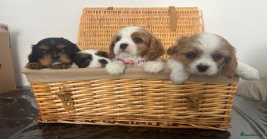Cavalier King Charles Spaniel dogs - Advert 2