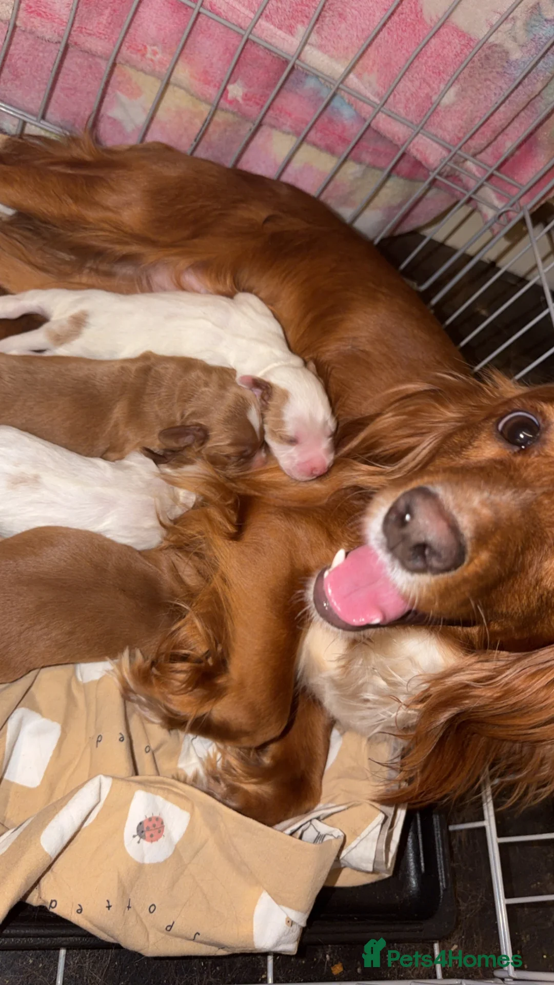 Cocker Spaniel dogs for sale: Cocker Spaniel Pups  - Advert 4