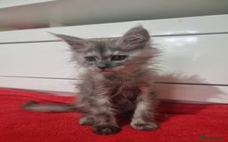 Maine Coon cats for sale: Beautiful Maine Coon Kittens - Advert 8