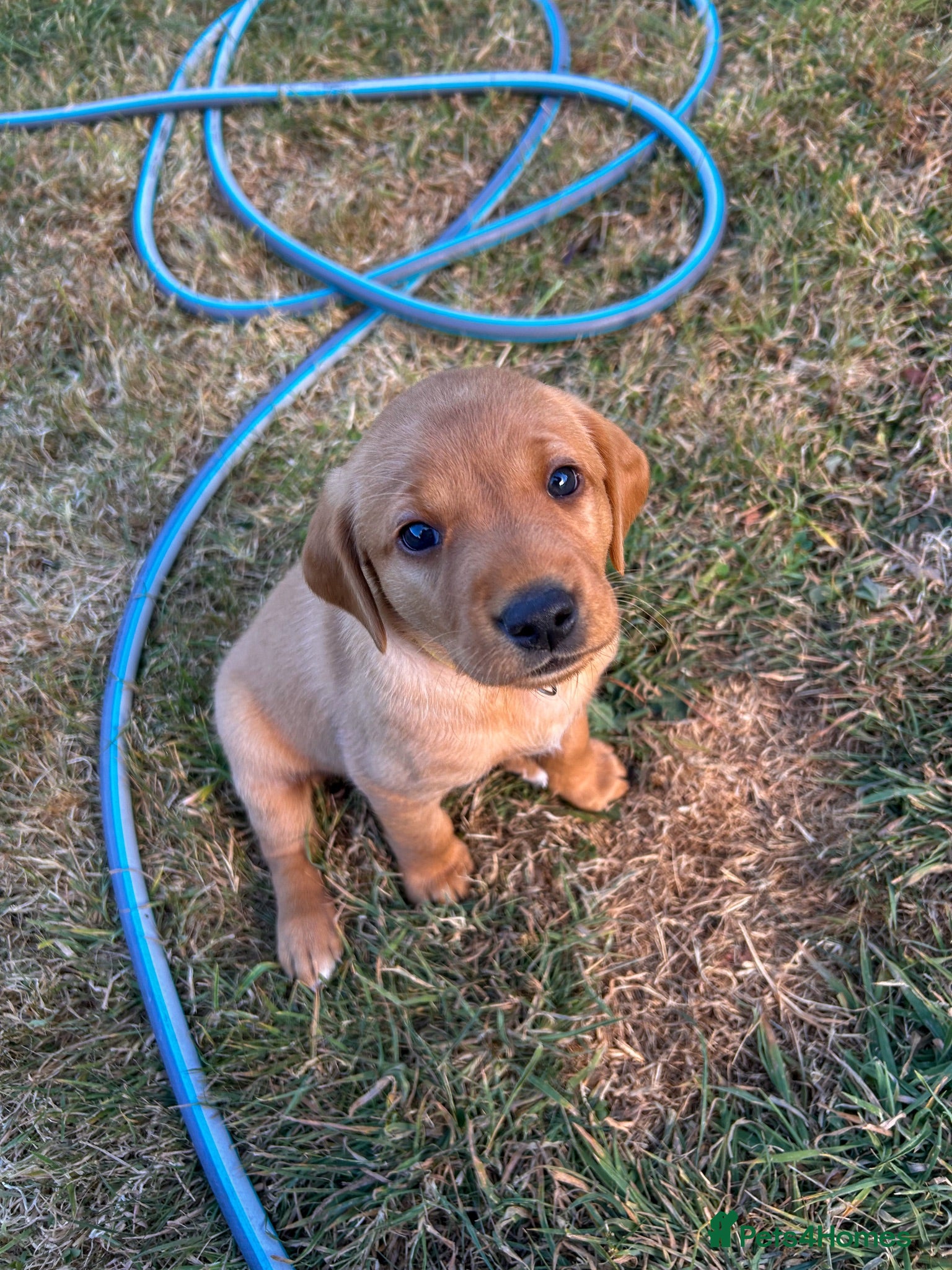 Labrador Retriever dogs One fox red boy, KC reg, health tested labrador  - Advert 4