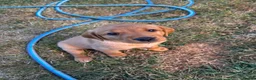 Labrador Retriever dogs for sale: ONE PUP LEFT-KC Reg, Red fox boy - Advert 5