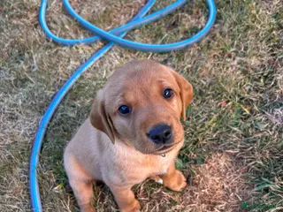 Labrador Retriever dogs One fox red boy, KC reg, health tested labrador - Advert 4