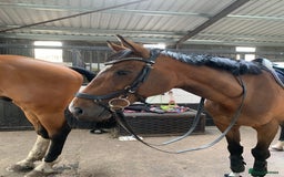 English Thoroughbred horses for sale: Stunning 17H Bay Gelding - Image 2