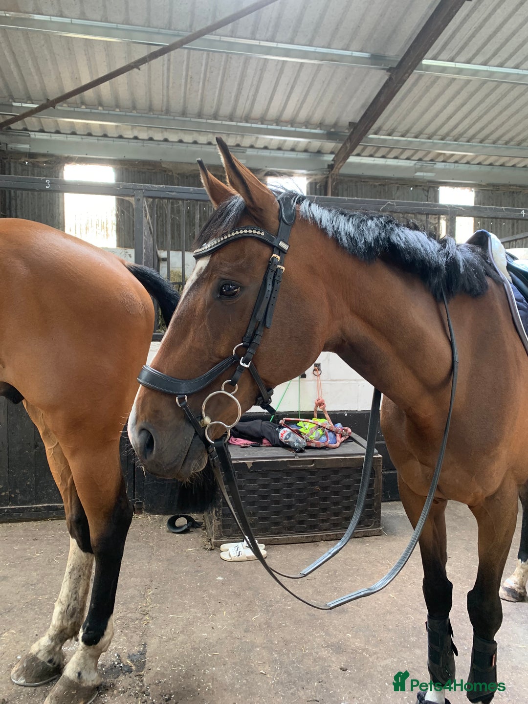 English Thoroughbred horses for sale: Stunning 17H Bay Gelding - Image 2