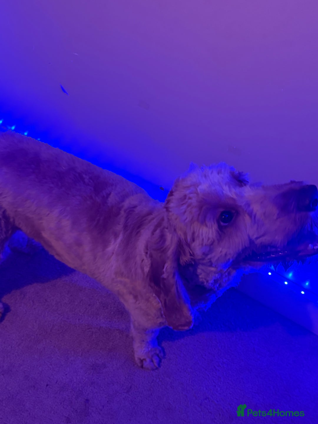 Cockapoo dogs for stud: stud dog - Image 1
