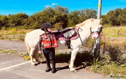 Riding pony horses for sale: For Sale Kids Lead Rein Pony! Safe and Bombproof - Advert 20