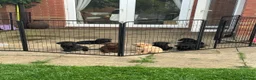 Labrador Retriever dogs for sale: **KC REGISTERED Labrador Puppies **  - Advert 6