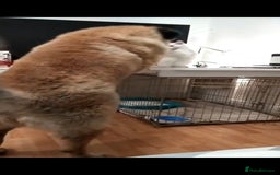 Caucasian Shepherd Dog dogs for sale: Caucasian Shepherd Female 1 Year and 10 months - Image 14