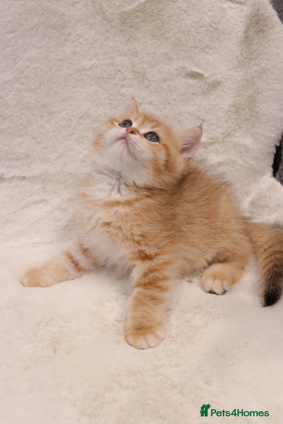 British Shorthair cats for sale: Champion Bloodlines BSH kittens  - Image 3