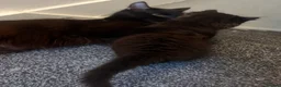 Mixed Breed cats for sale: Beautiful Black/Brown Kittens  in Bracknell - Advert 4