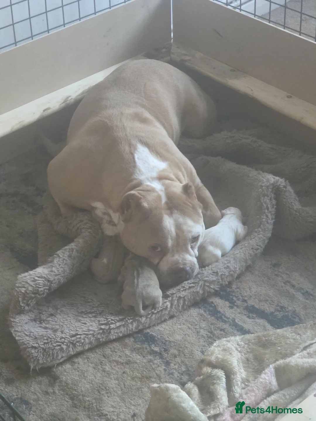 American Bully dogs for sale: American Bully Standard  - Advert 1